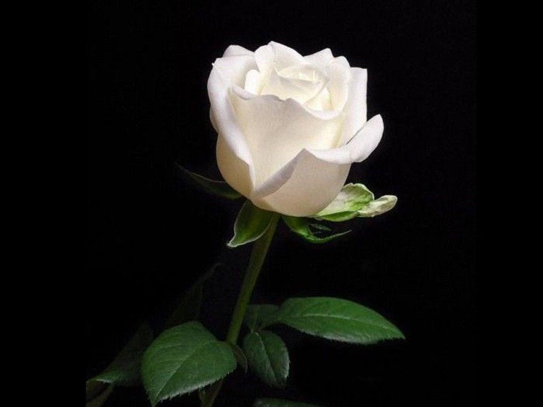 Single White Rose Stem